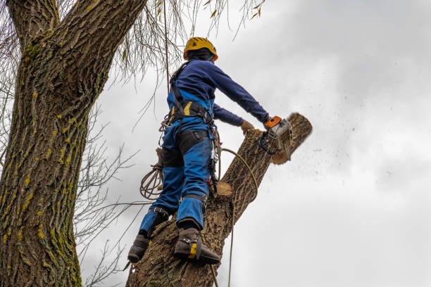  San Joaquin, CA Tree Services Pros